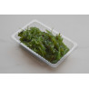 Wakame seaweed salad